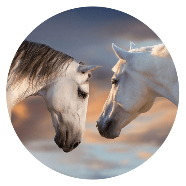 Popsockets držalo / stojalo Popgrip Basic - Sunset Horses